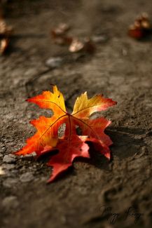 552d3de0422b4c36fd2444a19ca99bdc--autumn-fall-autumn-leaves