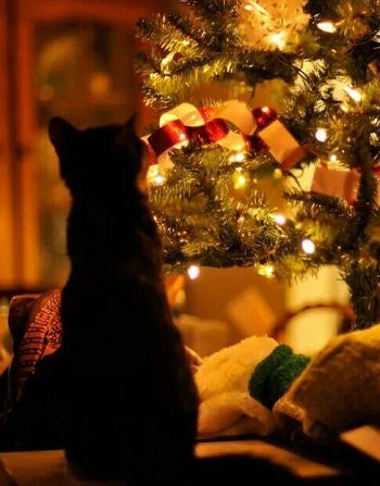 kitty and tree.jpg