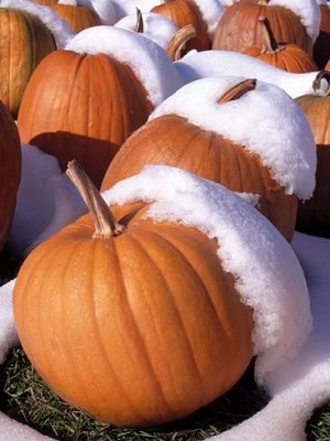 Haiku of the&nbsp;Week