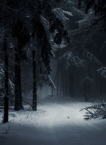 winter-night-winter-woods