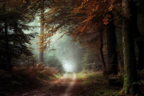 dark-autumn-days-inge-bovens
